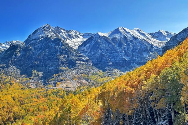 Mountains with snowy peaks behind golden autumn trees under a clear blue sky in Telluride Colorado.