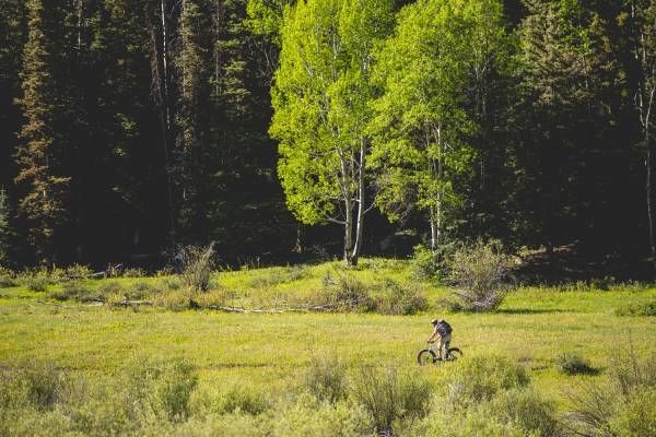 A person is riding a bike through a sunlit meadow with trees in the background.