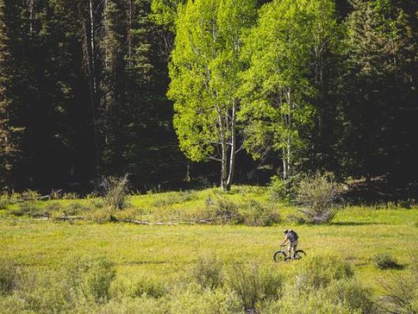 A person is riding a bike through a sunlit meadow with trees in the background.