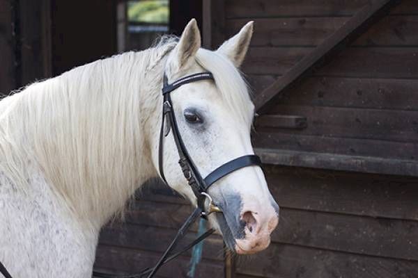 A white horse with a bridle, standing by a wooden structure.