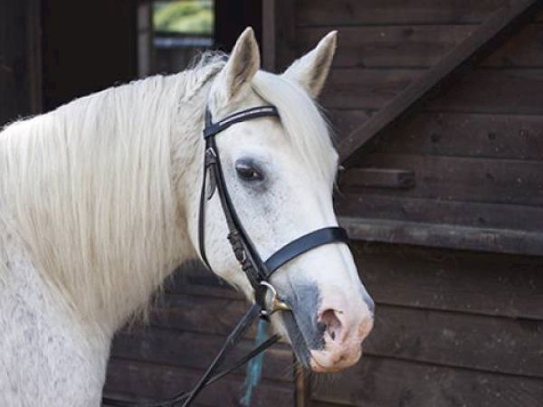 A white horse with a bridle, standing by a wooden structure.