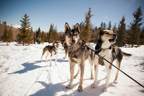 Three sled dogs are harnessed in snow, likely part of a dog sledding team.