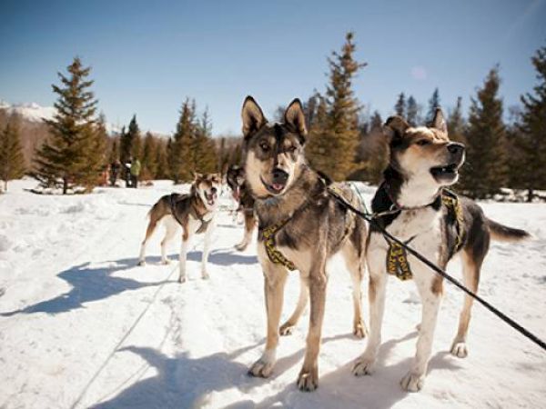 Three sled dogs are harnessed in snow, likely part of a dog sledding team.
