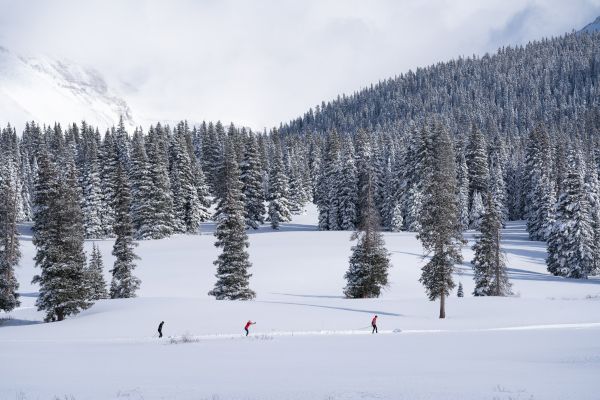 People are cross-country skiing in a snowy landscape dotted with evergreen trees.