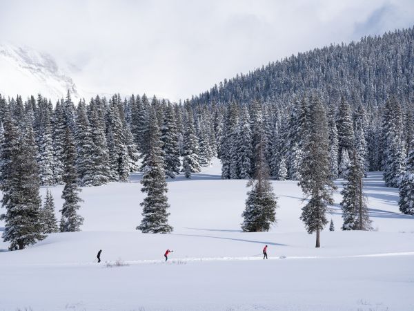People are cross-country skiing in a snowy landscape dotted with evergreen trees.