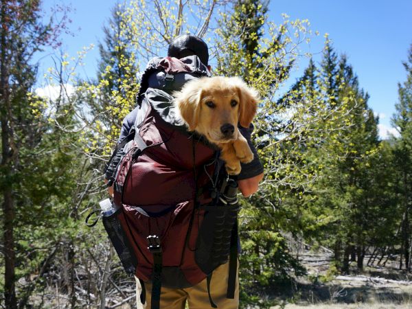 A person with a backpack is carrying a golden retriever on their back in Telluride Colorado.