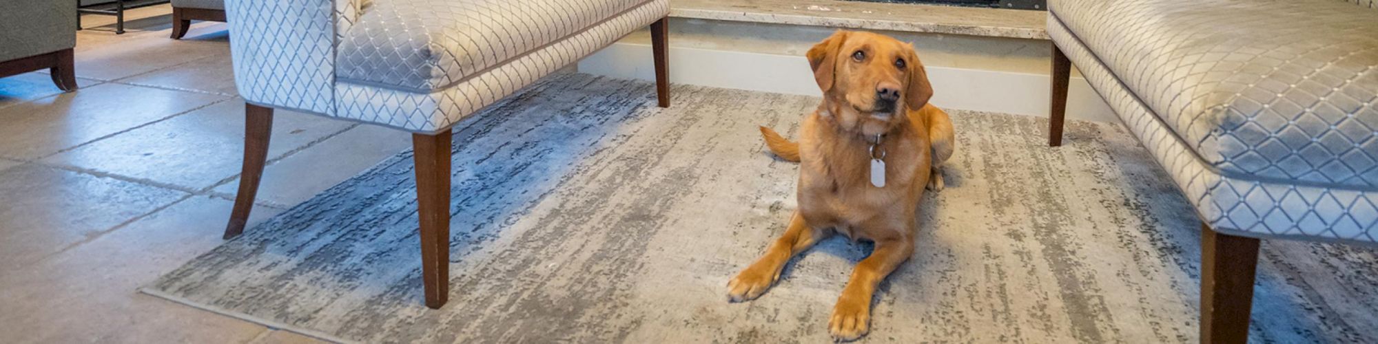 A golden dog sits on a rug between two patterned couches inside a room.