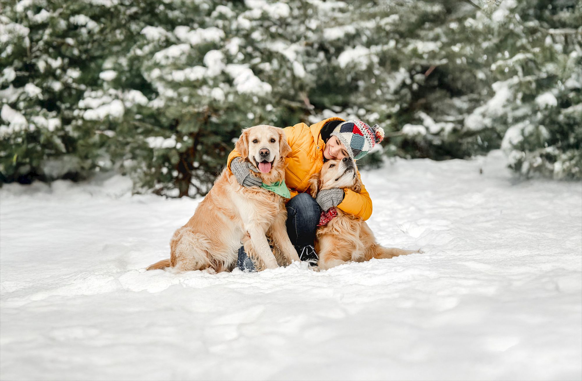 A person in a yellow jacket hugs two golden retrievers in a snowy landscape with evergreen trees in the background.