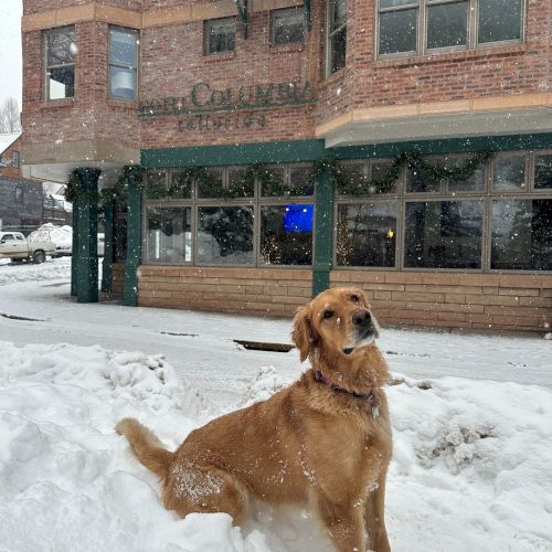 A golden retriever sits in the snow in front of a brick building with green accents, with snowflakes falling around.