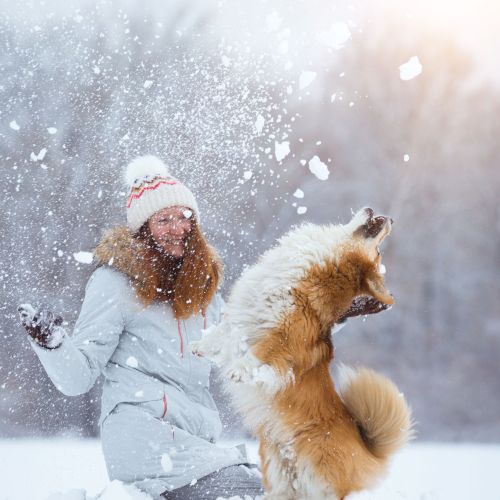 A person in winter clothing plays in the snow with a jumping dog, surrounded by a snowy landscape.