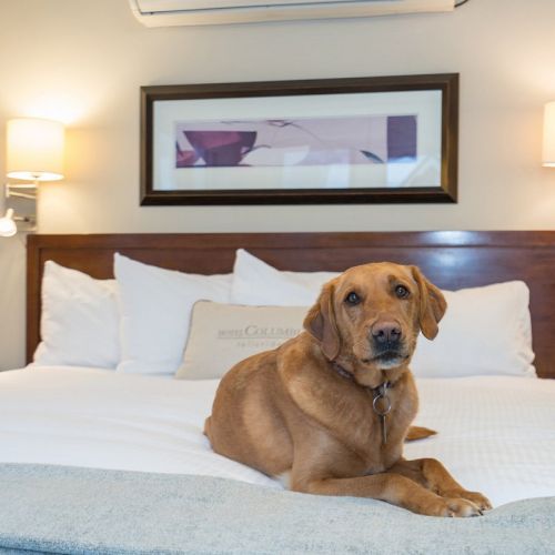 A dog is lying on a hotel bed with white linens, under a wall-mounted artwork.