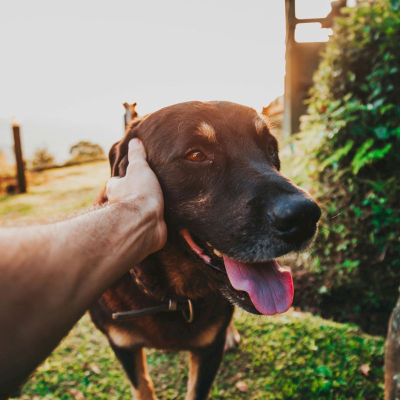 A person is petting a happy black dog at pert-friendly Hotel Columbia Telluride.