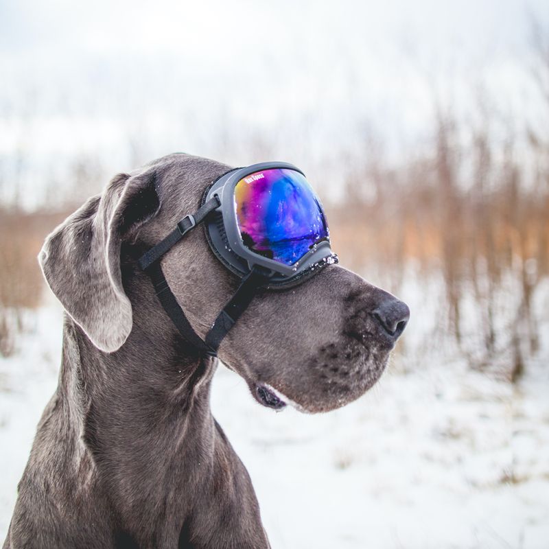 A dog wearing reflective goggles stands in a snowy landscape, with bare trees in the background under a cloudy sky.