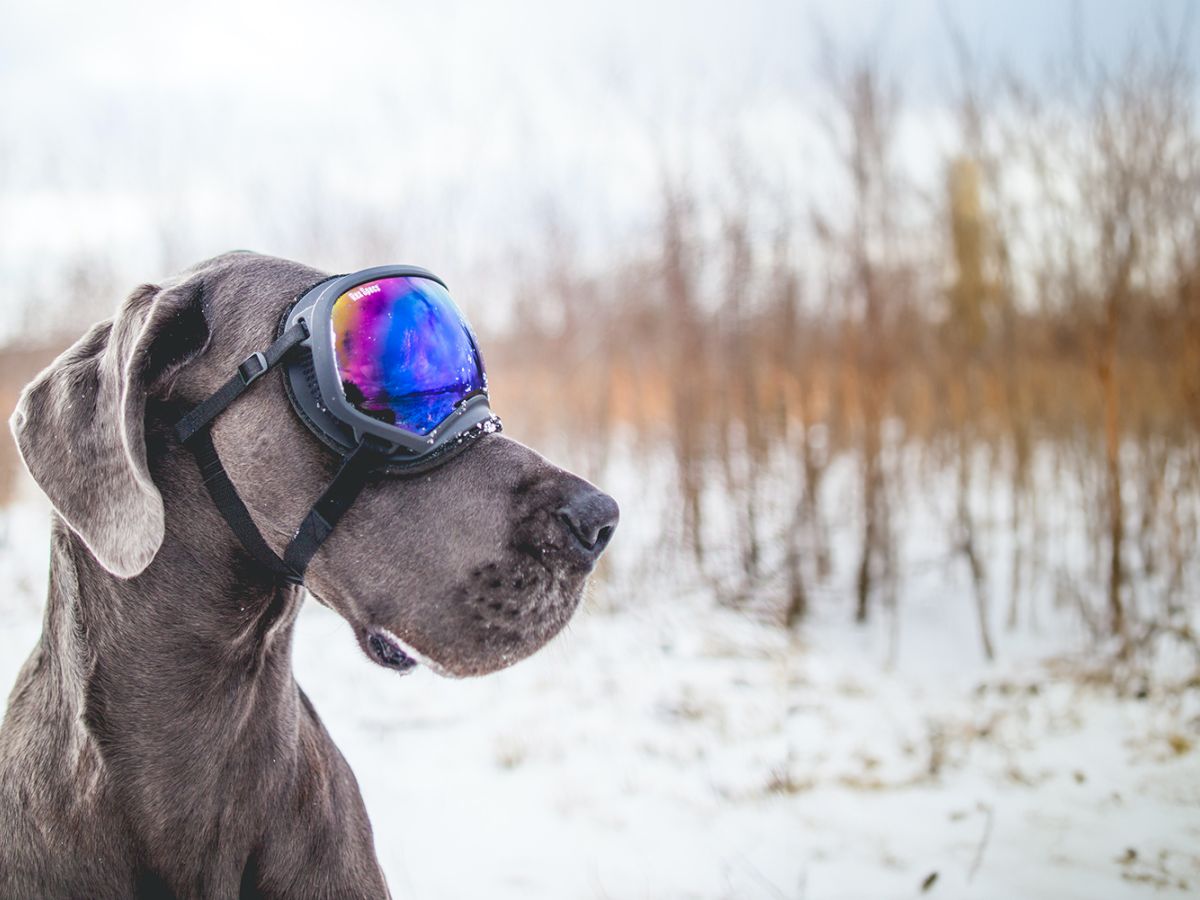 A dog wearing colorful goggles stands in a snowy landscape with bare trees in the background.